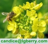 Natural Rape Flower Bee Pollen