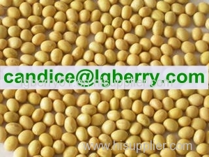 Isolate Soya protein(NON-GMO soybean)