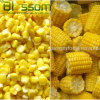 New crop wholesale frozen sweet corn