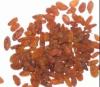 Turpan,Xinjiang 280-300 High Class Red Raisins