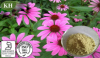 Echinacea Purpurea Extract;Cichoric acid 1%, 2%, 4% HPLC; Polyphenols 4.0% UV