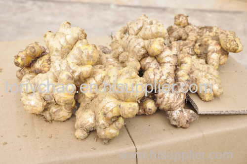 fresh ginger from Yunnan