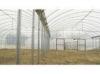 16Mn / 20MN2 ERW Carbon Steel Structural Pipe / ERW Welded Tubes For Agricultural Greenhouse