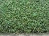 Nature Look Monofliment Golf Course Artificial Turf For Putting Greens Recyclable