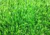11000Dtex Natural Landscape Synthetic Grass Garden Playground Artificial Grass Weather Resistance
