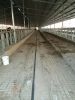 Scraping Manure System in Cattle Farm