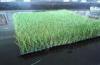 Polypropylene Four Colors Balcony Artificial Grass Turf For Garden Backyard Decorative