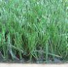 Environmental Sport Artificial Grass Soccer Synthetic Lawn Grass Turf