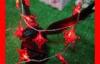 30m 300 Bulb Outdoor Red LED String Lights ROHS CE / LED Fairy String Lights