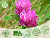 Red Clover Extract Red Clover Extract