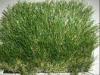 Outdoor Sports Quality Artificial Lawn Grass for Landscape / Gardens