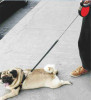 Cost-effective Retractable dog leash