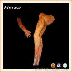 Upper and lower limb muscles plastinated human organs