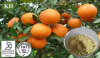 Citrus Aurantium Extract Synephrine 5%--98% Test By HPLC