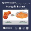 Tagetes erecta Marigold Extract Phylloxanthin / Lutein Powder