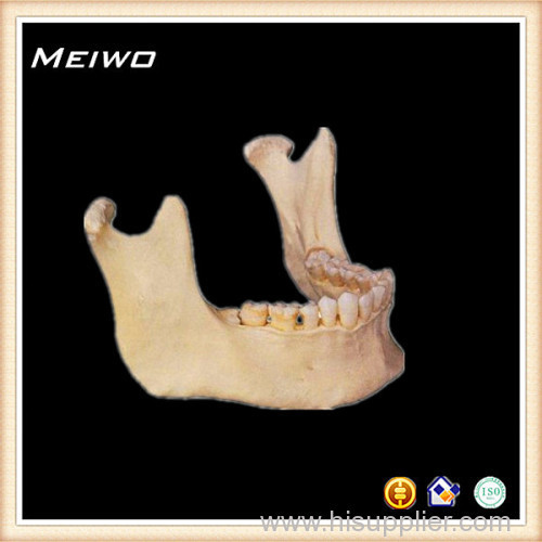 Mandible bone human skeleton specimen