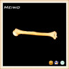 Humerus bone human skeleton