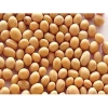 New Crop Soya Beans of Competitive Price