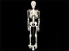 Human skeleton human skeleton buy