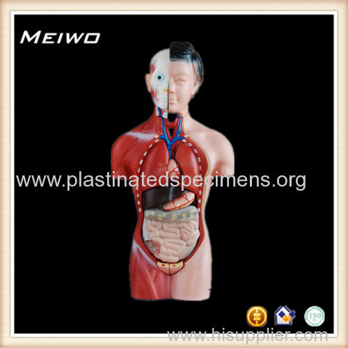 42cm male torso model anatomy model