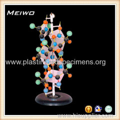 Demo Model of protein anatomy models for kids