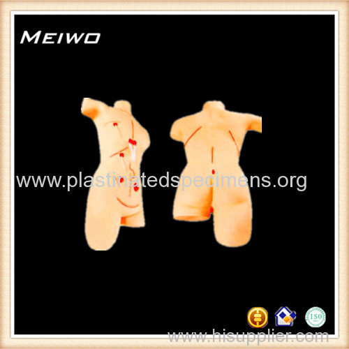 42cm male torso model anatomy model