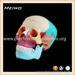 Skull chromatographic separation model anatomy models for sale