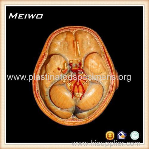 Mode of cerebral cor tex anatomy models for students