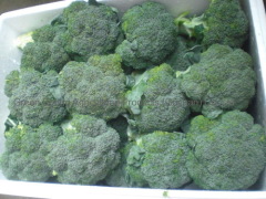 Fresh Broccoli in box with ice