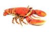 Children Lovely custom stuffed toys Red simulation lifelike lobster toy model