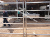 permanent Ranch round yard or corral panel fencing,portable livestock yard fence panels china professional facotry