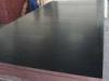 4-Edge Black Film Faced Plywood For Building Material , Tight Construction And High Strength
