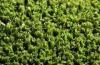 12mm 6000Dtex Green Tennis Court Artificial Grass , Synthetic Sports Grass