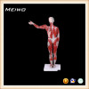 80cm human body muscle 17parts plastic anatomy models