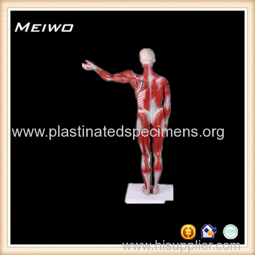 80cm human body muscle 17parts plastic anatomy models