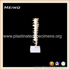 thoracic spinal column anatomy model