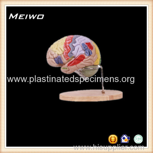 human brain with detailed anatomical structure annotation anatomy model
