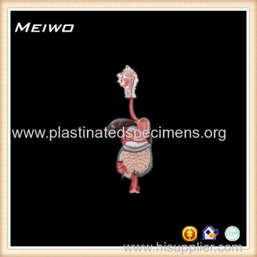 human digestive system plastic anatomy models