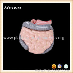 Jejunum ileum colon medical anatomy models