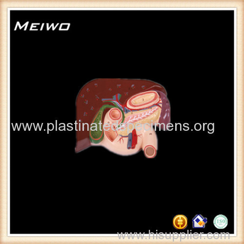 model of liver gallbeadder pancrease duodenum skeleton anatomy model