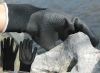 Foam Nitrile Coated Gloves