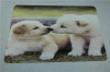 Non-woven carpet YH001P34 Puppy