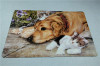 Non-woven carpet YH001P33 Puppy