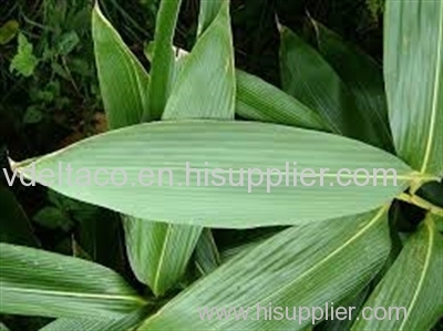 dried and fresh Bamboo leaves