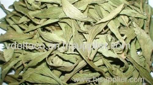 dried and powder stevia leaf