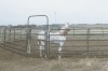 Portable Tubular Horse Yard Panel