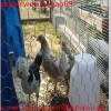 Hexagonal wire mesh roll/ Poultry fencing chicken coop hexagonal wire/ small hole chicken wire mesh roll