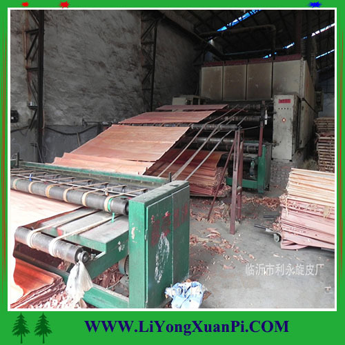 rotary cutting keruing or gurjan wood face veneer