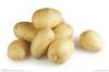 2014 New Crop Thin Skin Smooth Fresh Holland Potatoes 50 - 100g No Fleck