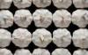 4.5cm - 5.0cm Spicy Fresh Normal White Garlic , No Black Mould